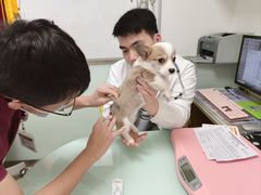 -宠福鑫康馨动物医院·骨科·眼科