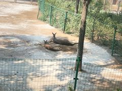 -石家庄市动物园