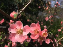 -上海滨江森林公园