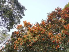 -杭州植物园