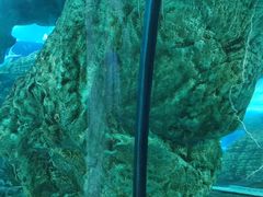 -乐从天佑城海洋馆