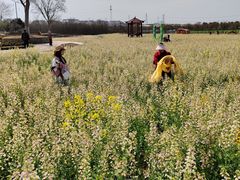 -武汉紫薇都市田园