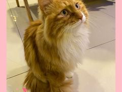 -平行世界·猫咖(首经贸店)