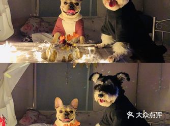 给自己的宠宝过个生日吧 我家的狗主子是个雪纳瑞
