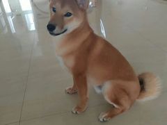 -欧奕国际动物医院