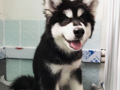 -翊宠yipet猫狗购宠庄园犬舍•猫舍