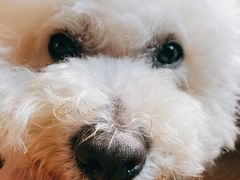 -BABYDOG宝贝狗宠物乐园(欧洲城店)