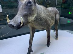 -国家自然博物馆