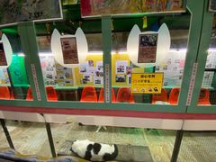 -猫咪博物馆(顶澳仔猫街店)