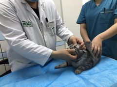 -中农国际动物医院24小时·猫科·骨科·急重症中心