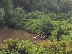 -大亚湾红树林城市湿地公园