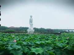 -荷塘月色湿地公园·向阳花洲