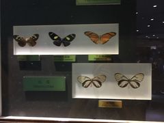 -上海昆虫博物馆