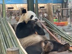 -栾川竹海野生动物园