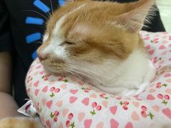 -萌兽医馆·宠物医院·猫骨科(创景店)