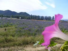 门面-北京东方普罗旺斯薰衣草庄园