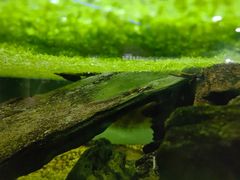 -上海大自然野生昆虫馆(东方明珠·爬宠昆虫探索中心)