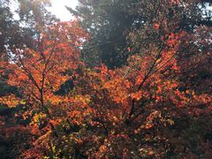 -庐山风景区花径公园