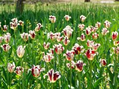 -长春公园(普阳街道)