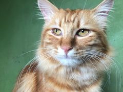 -猫猫幼稚园·撸猫·桌游·电玩
