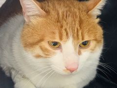 -伟伟宠物医院·CT影像中心·瑞派犬猫综合性门诊(汉口总院)
