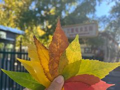-三里屯东五街银杏大道
