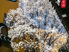 -龙华寺