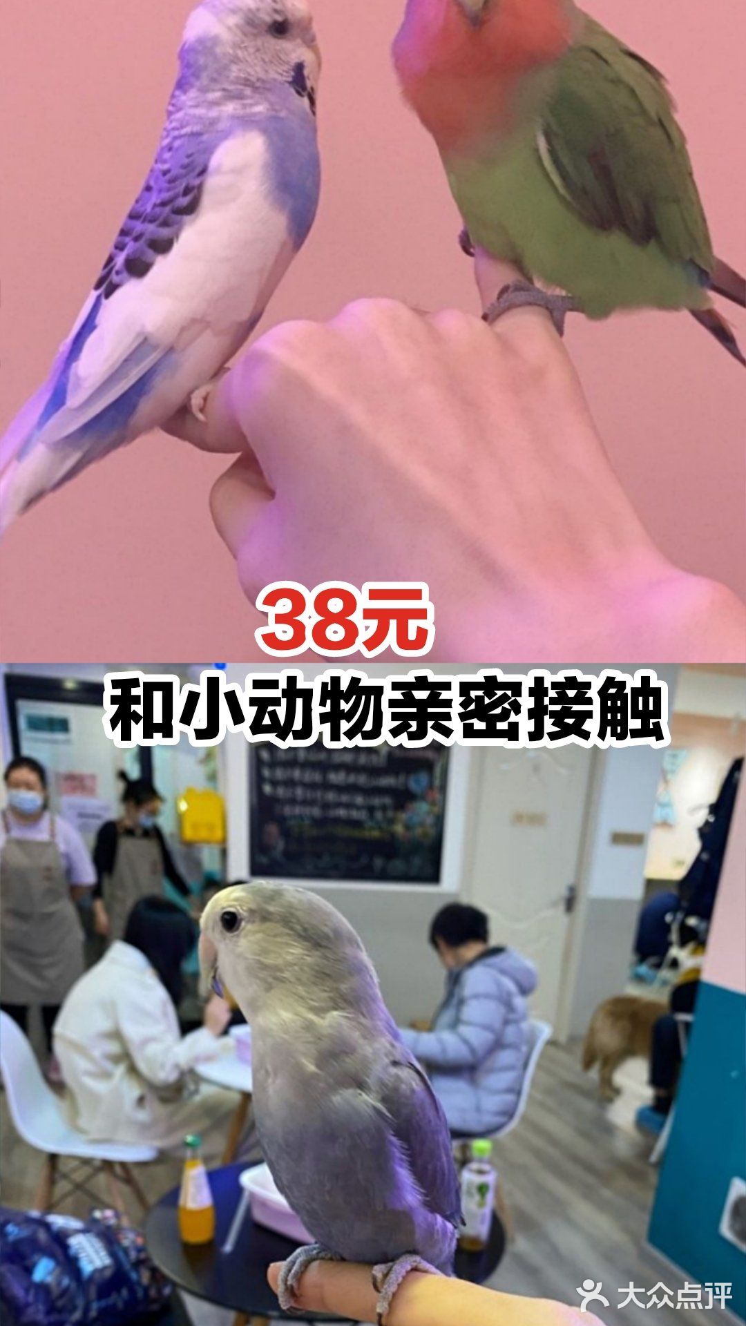 38元和小动物亲密接触