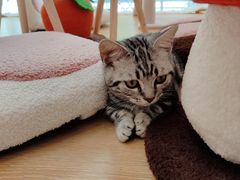 -猫咪派对(江南西店)