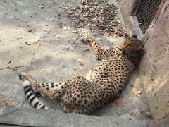 -上海野生动物园