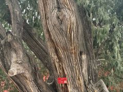 -北京市劳动人民文化宫(太庙)