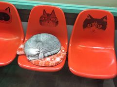 -猫咪博物馆(顶澳仔猫街店)