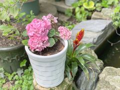 -谷咖啡·鲜花绿植花园餐厅