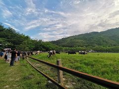 -瑞穗牧场