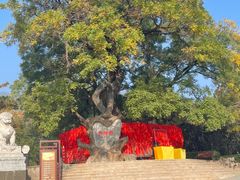 -八大处公园