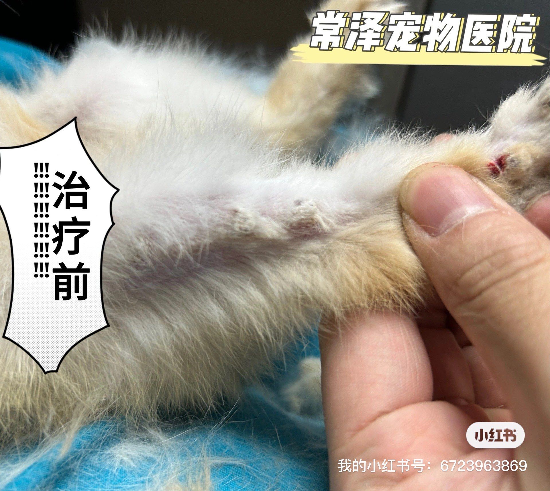 兔疥螨病,也叫疥癣或称生癞,主要寄生于兔的头部,耳内,脚掌趾间及嘴