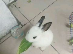 -保定市花鸟鱼虫市场