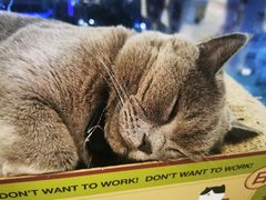 -猫在这儿猫咪咖啡馆·撸猫馆
