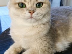 -琪喵猫屋·撸猫猫咖·猫舍
