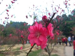 -南国桃园旅游度假区