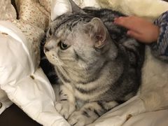 -猫友咖啡店(玉林西路店)