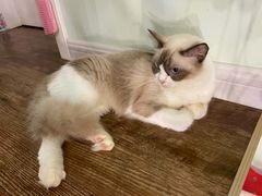 -这儿没有猫·猫咖萌宠馆·撸猫