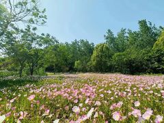 -溱湖国家湿地公园