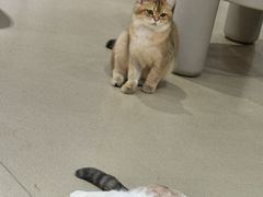 -藏猫猫咖啡主题馆(中央大道店)