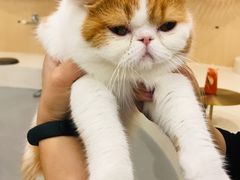 -飞行喵MR PILOT|猫舍·猫咖(静安大融城店)
