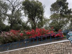 -九龙公园