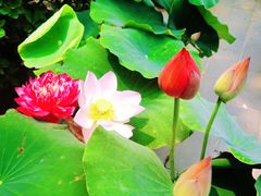 -莲花池公园