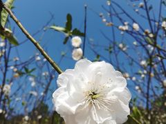 -南国桃园旅游度假区