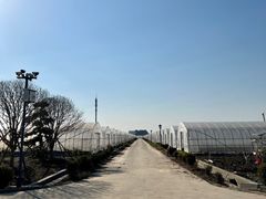 -喜杨洋草莓采摘园