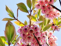 -梧桐山风景名胜区